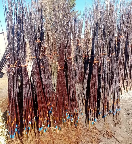 Manzanos en Bachiniva, Chihuahua