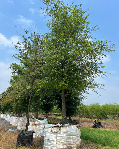 Encino Siempre Verde en Montemorelos, Nuevo León