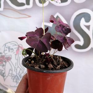 Trebol Morado