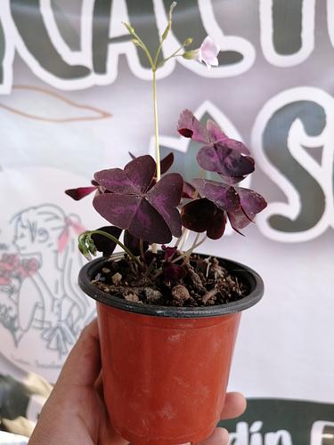 Trebol Morado en Querétaro, Querétaro