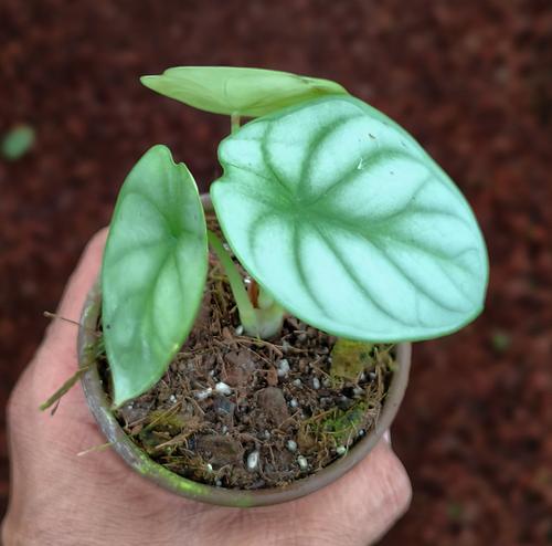 Alocasia Silver Dragon en Jiutepec, Morelos