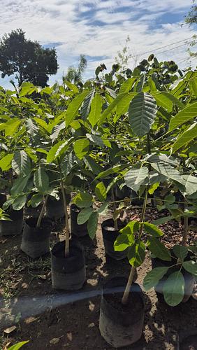 Guayacán Rosa en Cocoyoc, Morelos