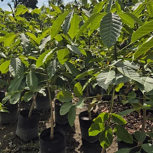Guayacán Rosa