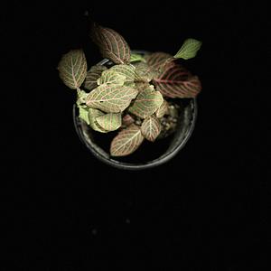 Fitonia Rosa