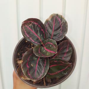 Calathea Dottie