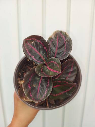 Calathea Dottie en Berriozábal, Chiapas