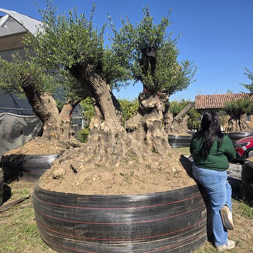 Olivo Milenario en Montemorelos, Nuevo León