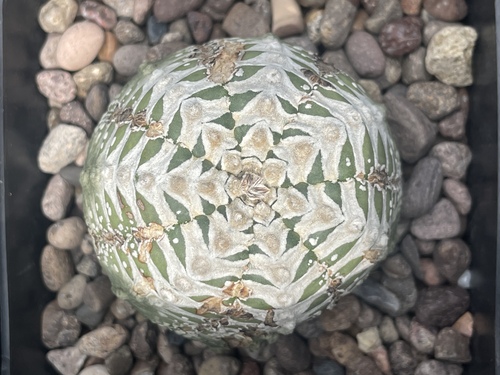 Astrophytum Asterias Vtype en Guadalupe, Nuevo León