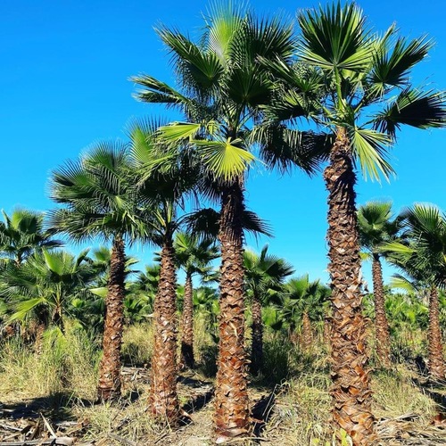 Palma Washingtonia en Montemorelos, Nuevo León