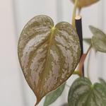 Philodendron Brandtianum