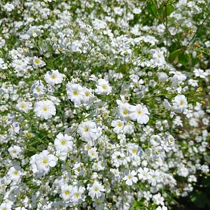 Semillas de Flor de Nube Blanca kg