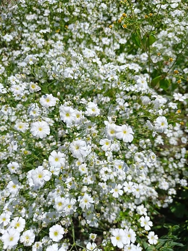 Semillas de Flor de Nube Blanca kg en San Martin Texmelucan, Puebla