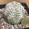 Astrophytum Asterias Vtype