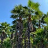 Palma Washingtonia