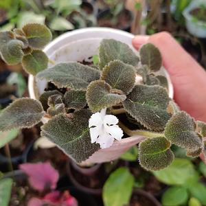 Episcia Blanca