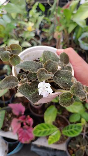 Episcia Blanca en Tehuacán, Puebla
