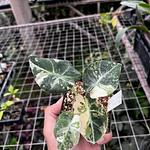 Alocasia Terciopelo