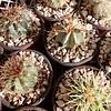Cactus Variados