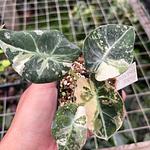 Alocasia Terciopelo