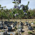 Colorín o Laurel de la Montaña