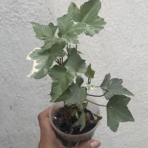 Hiedra Variegada