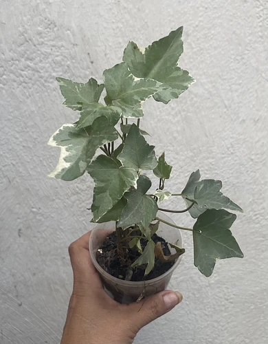Hiedra Variegada en Guadalupe, Nuevo León