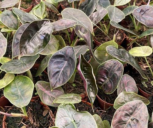 Alocasia Azlanii en Jiutepec, Morelos