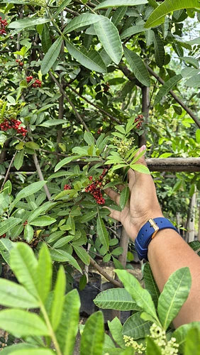 Pirul Brasileño en Cocoyoc, Morelos