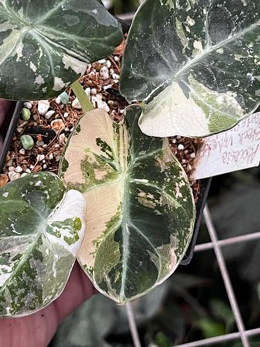 Alocasia Terciopelo en Tres Valles, Veracruz