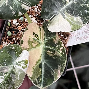 Alocasia Terciopelo