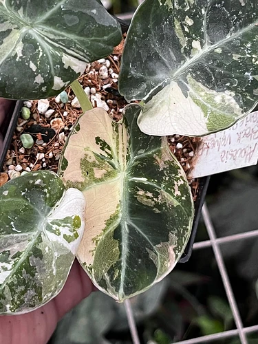 Alocasia Terciopelo en Tres Valles, Veracruz