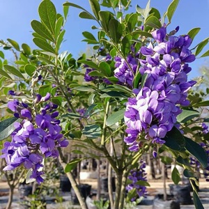 Colorín o Laurel de la Montaña