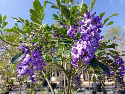 Colorín o Laurel de la Montaña en Montemorelos, Nuevo León