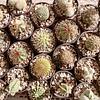 Cactus Variados