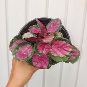 Calathea Rosy