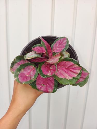Calathea Rosy en Berriozábal, Chiapas