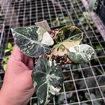 Alocasia Terciopelo