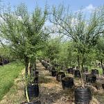 Palo Verde sin Espinas Original