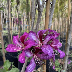 Orquidea de Árbol Hibrida