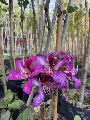 Orquidea de Árbol Hibrida en Cuautla, Morelos