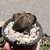 Cactus Variados