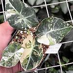Alocasia Terciopelo
