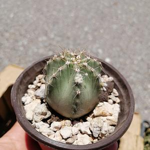 Cactus Variados