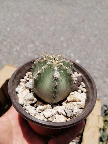 Cactus Variados en Querétaro, Querétaro
