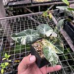 Alocasia Terciopelo