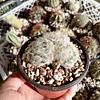 Cactus Variados