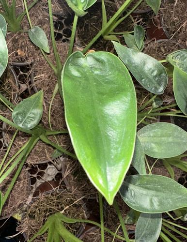 Alocasia Tiny Dancer en Jiutepec, Morelos