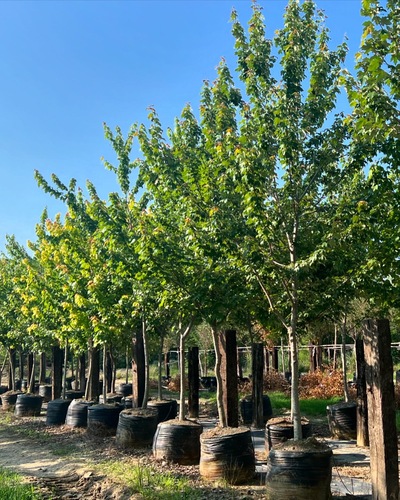 Maple Canadiense en Montemorelos, Nuevo León