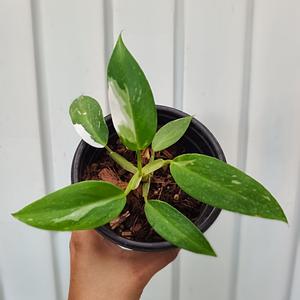 Philodendron White Wizard