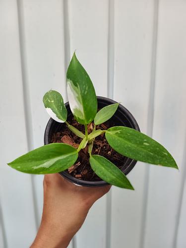 Philodendron White Wizard en Berriozábal, Chiapas